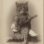 banjo cat